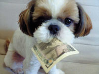 money dog